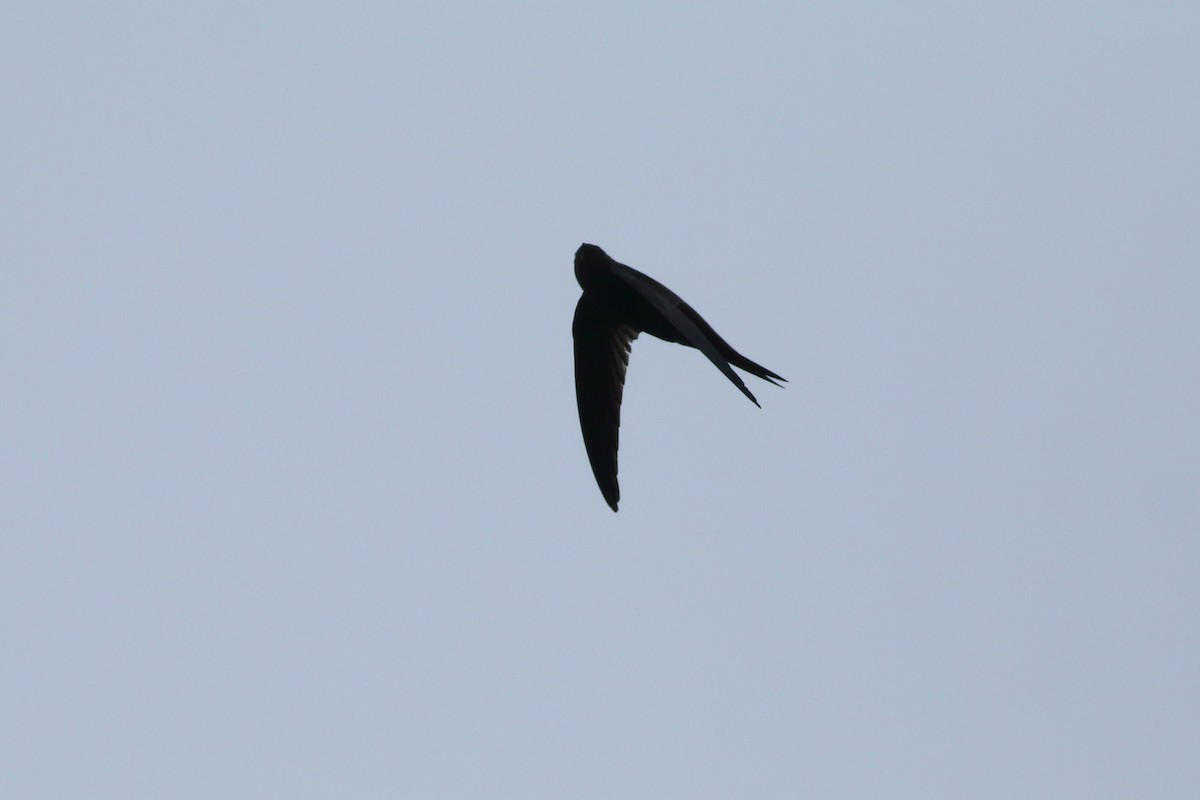 Plain Swift - ML643341648