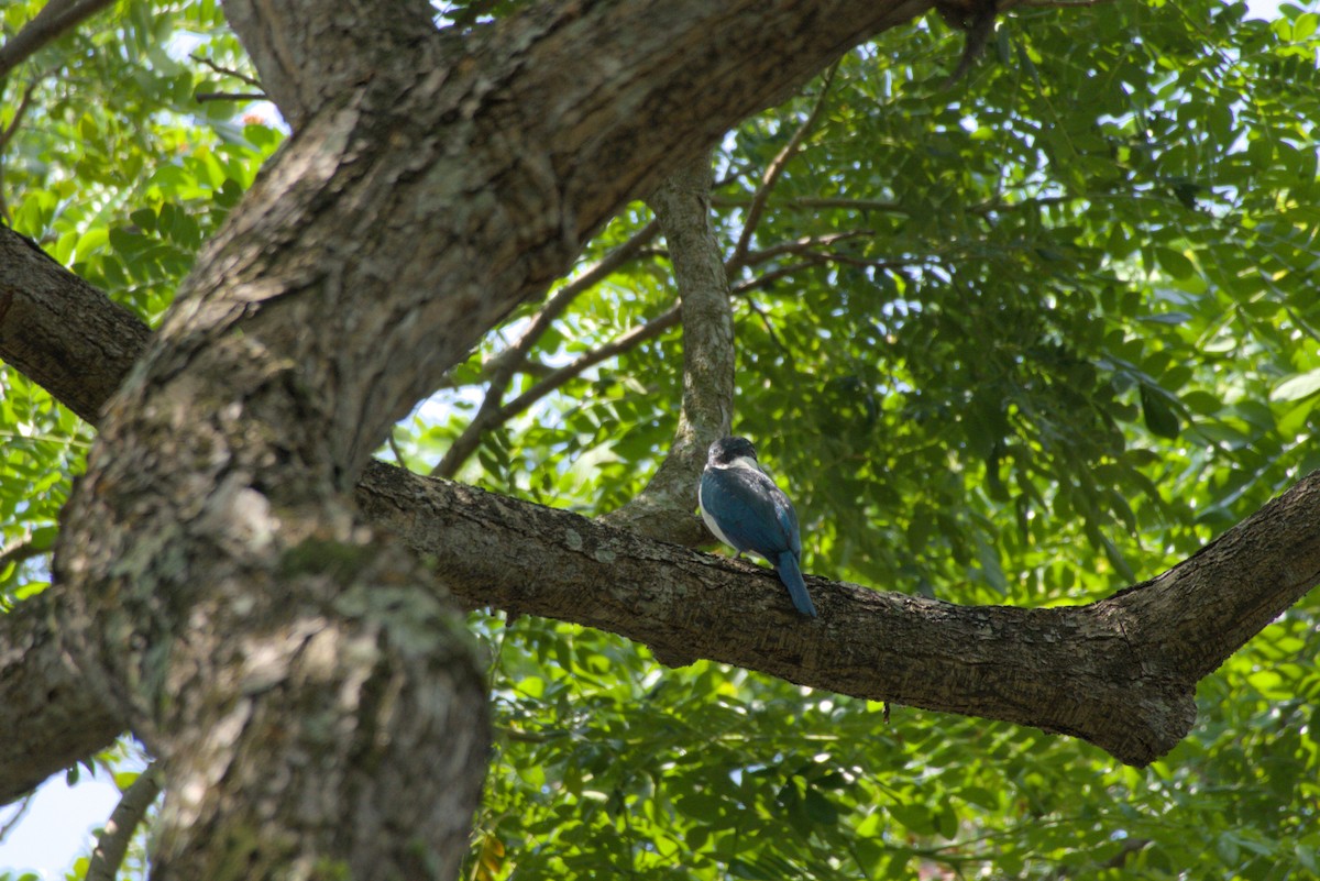 שלדג צווארון - ML643341664