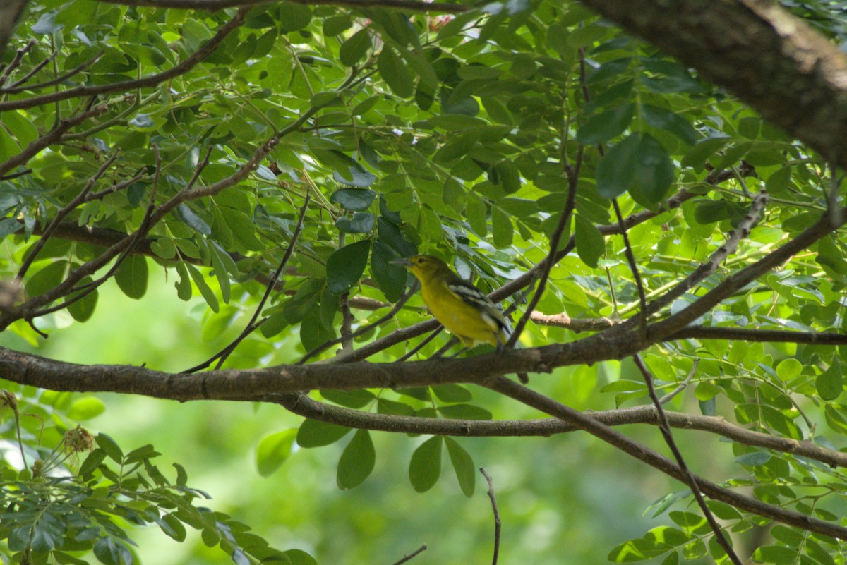 Common Iora - ML643341668