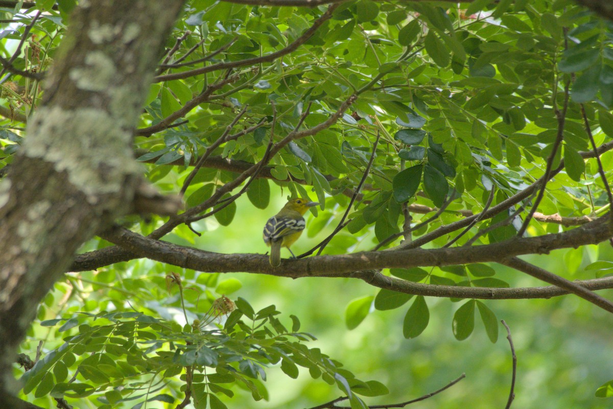 Common Iora - ML643341675