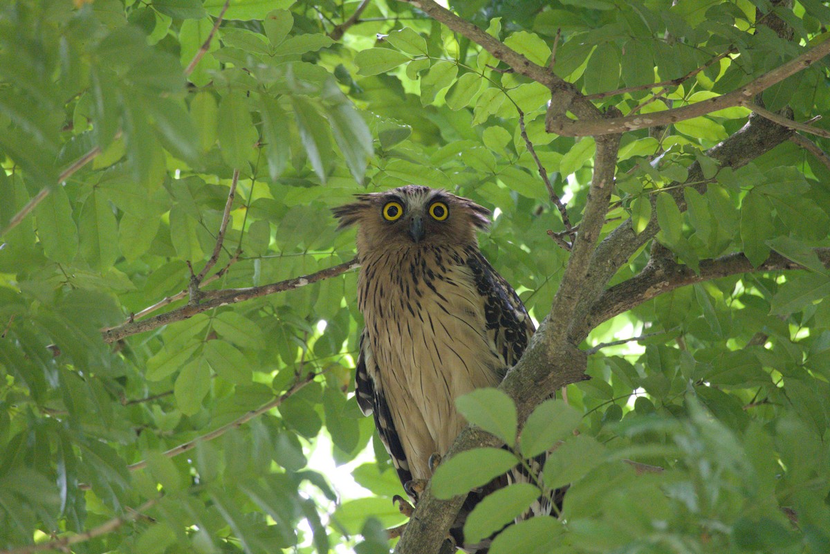 Buffy Fish-Owl - ML643341692