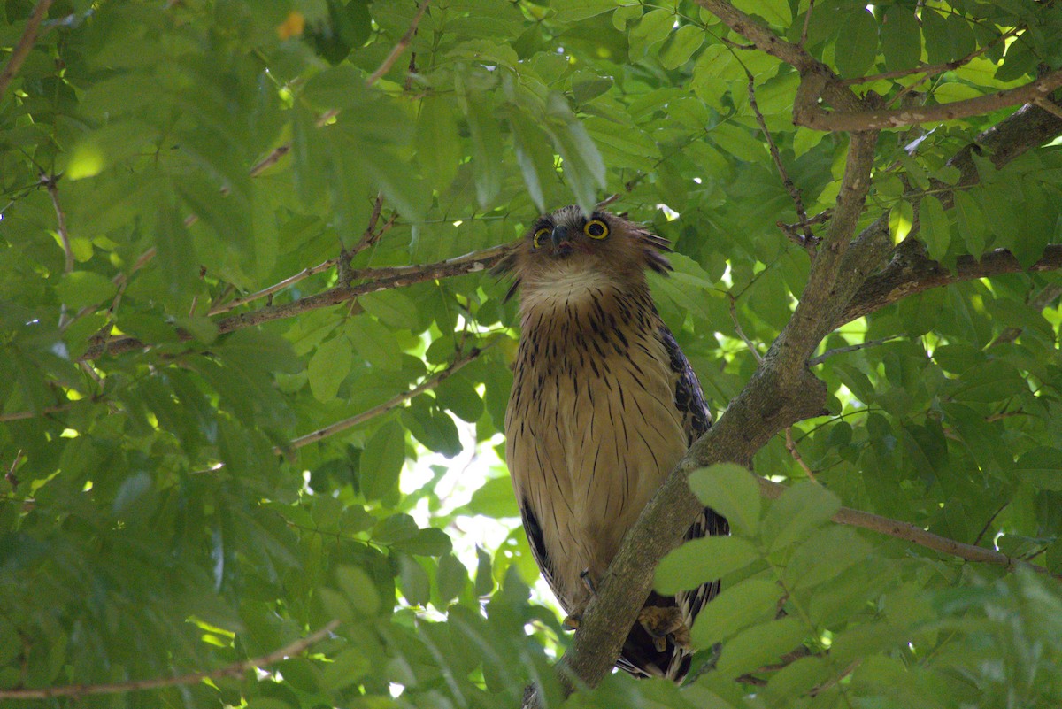 Buffy Fish-Owl - ML643341705