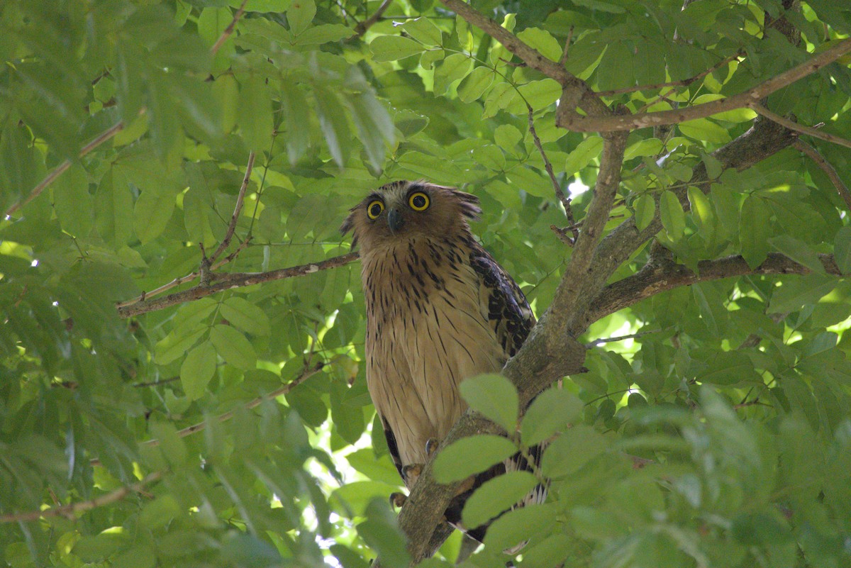 Buffy Fish-Owl - ML643341706