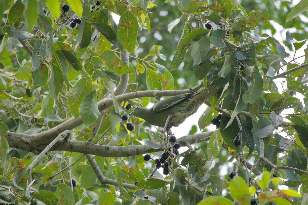 Pink-necked Green-Pigeon - ML643341717