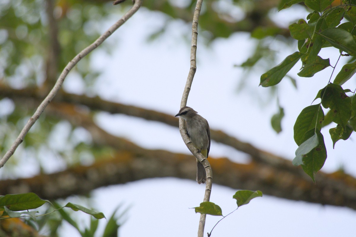 Yellow-vented Bulbul - ML643341761