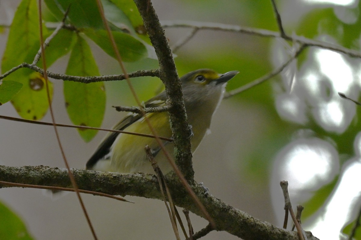 White-eyed Vireo - ML643341793