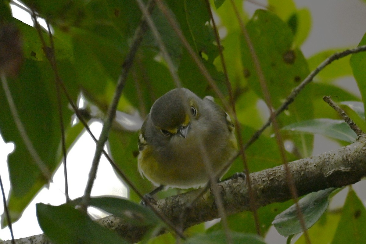 White-eyed Vireo - ML643341796