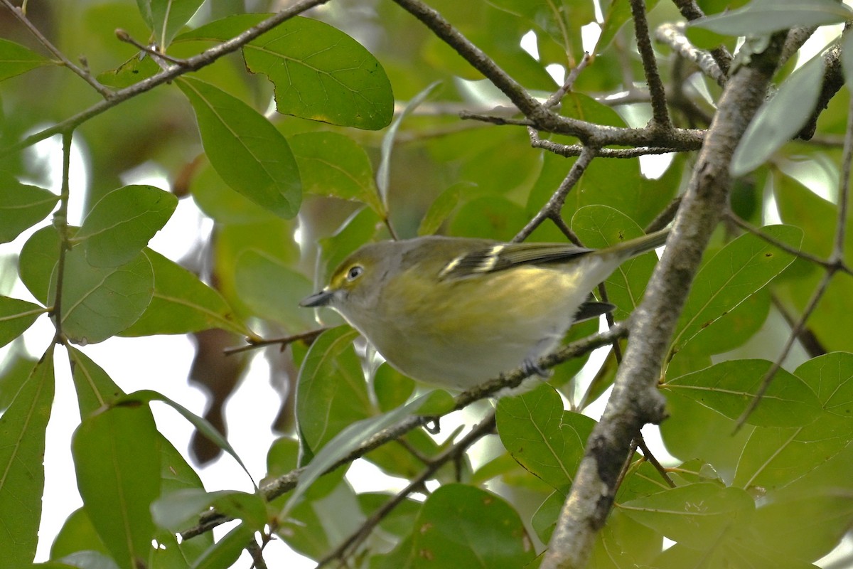 White-eyed Vireo - ML643341800