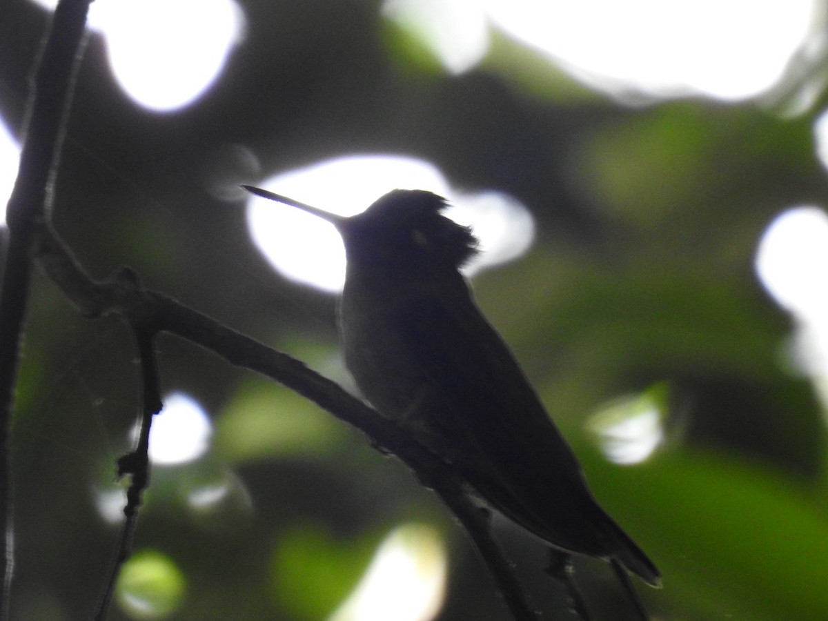 Колібрі пурпуровочубий - ML643341807