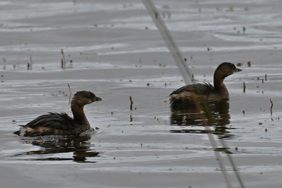 Pied-billed Grebe - ML643341808