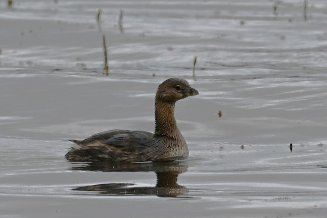 Pied-billed Grebe - ML643341811