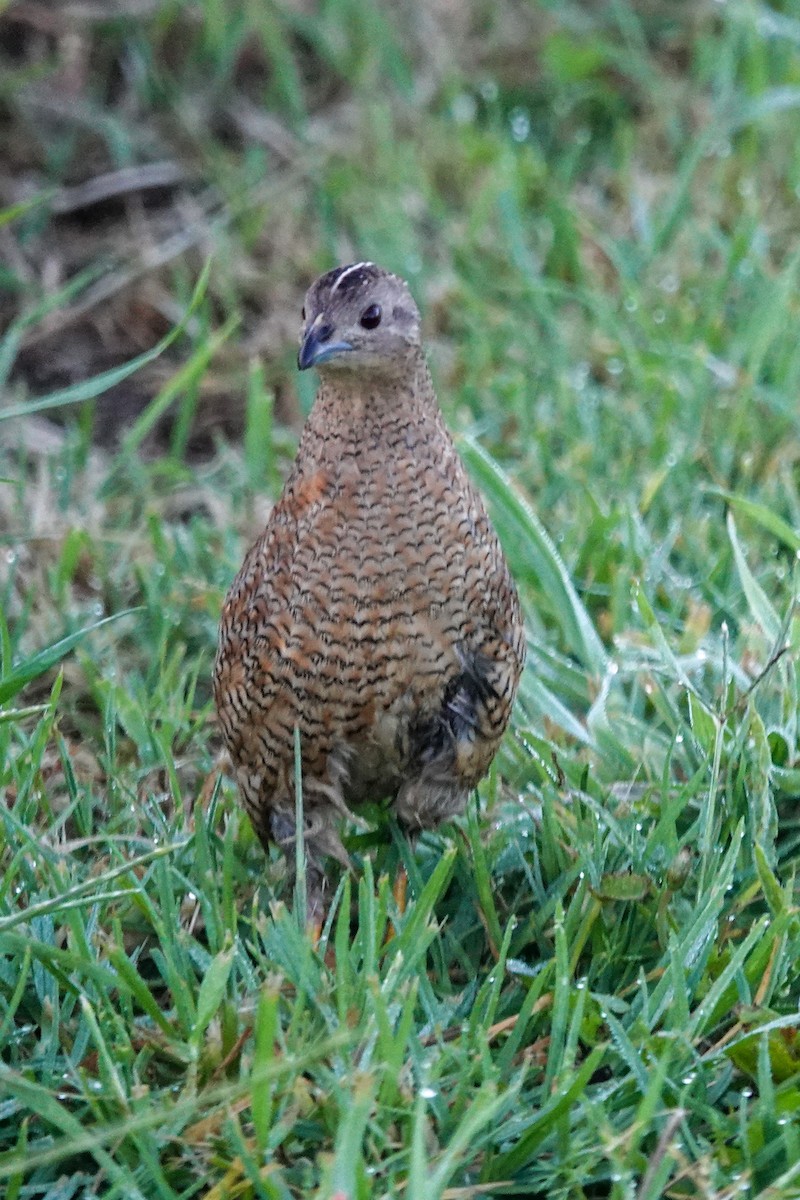 Brown Quail - ML643341814
