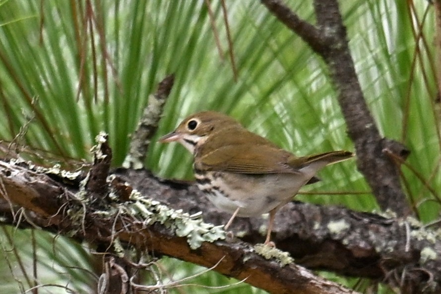 Ovenbird - ML643341820