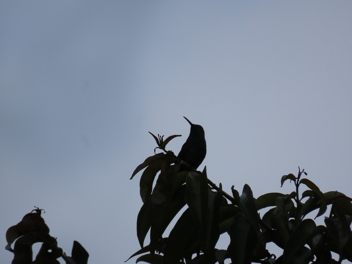 Colibri d'Anaïs - ML643341825