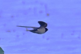 Barn Swallow - ML643341836