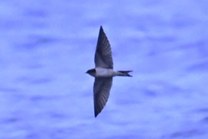 Barn Swallow - ML643341841