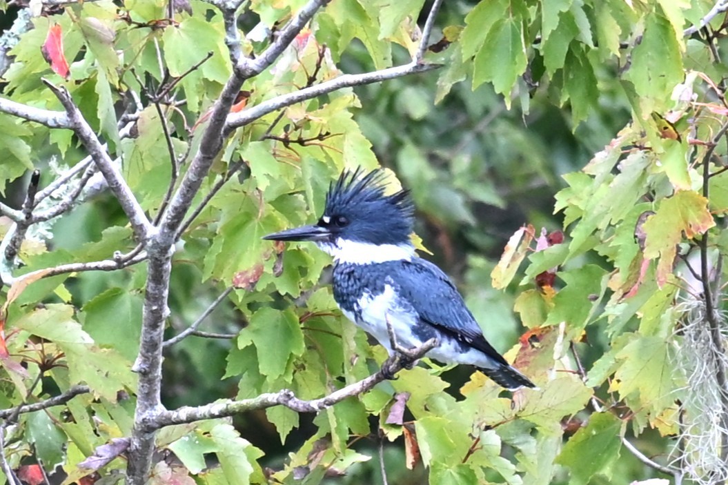 Belted Kingfisher - ML643341855