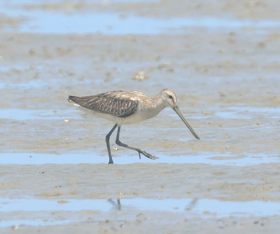 Asian Dowitcher - ML643341860