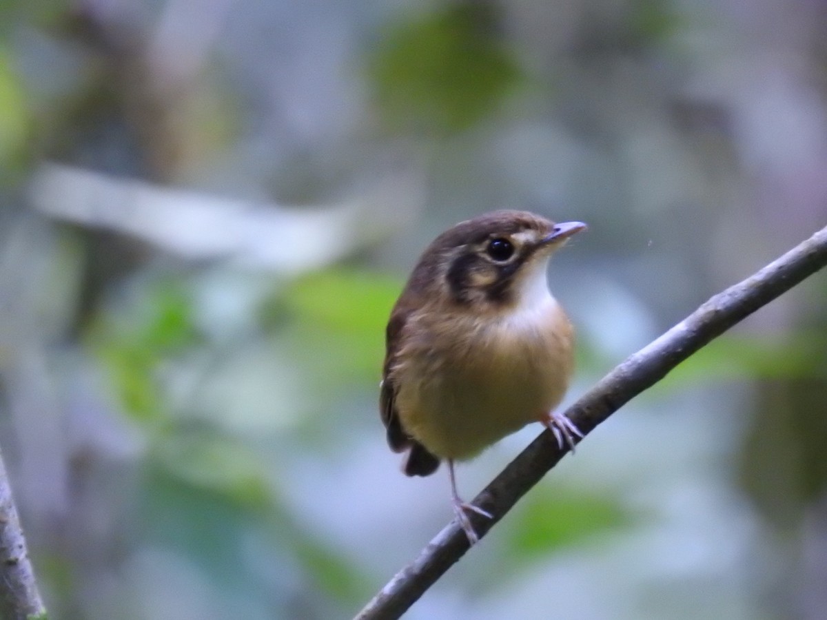 Gelbscheitel-Spatelschnabeltyrann - ML643341861