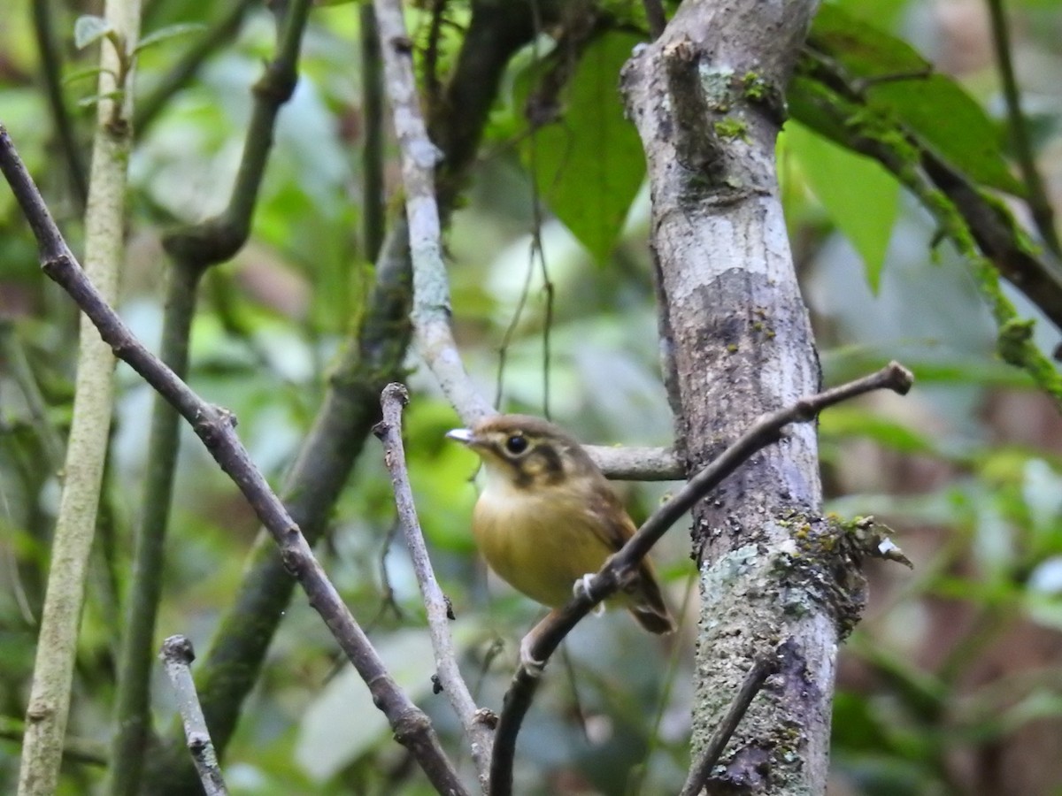 Gelbscheitel-Spatelschnabeltyrann - ML643341862