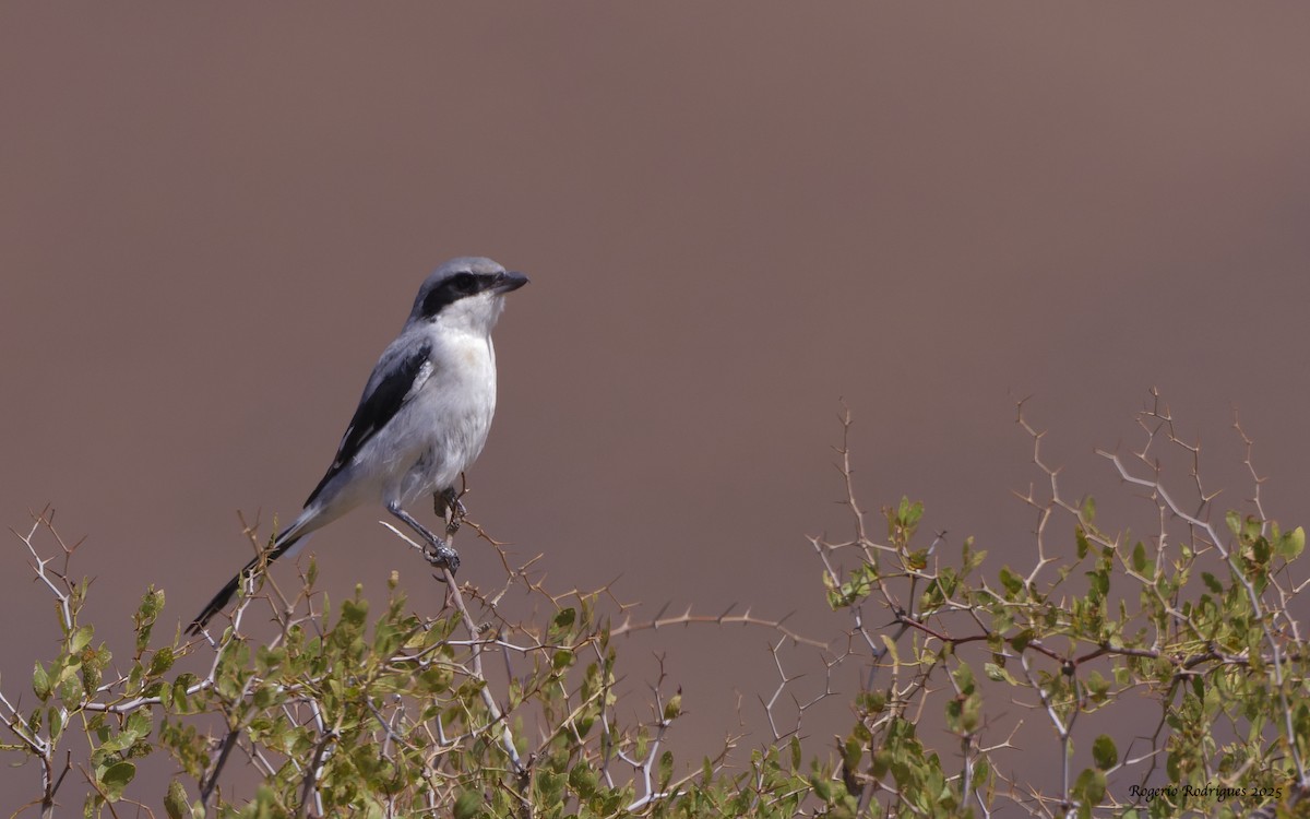 Great Gray Shrike - ML643341863