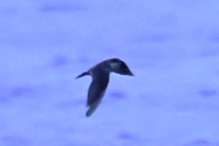 Tree Swallow - ML643341865