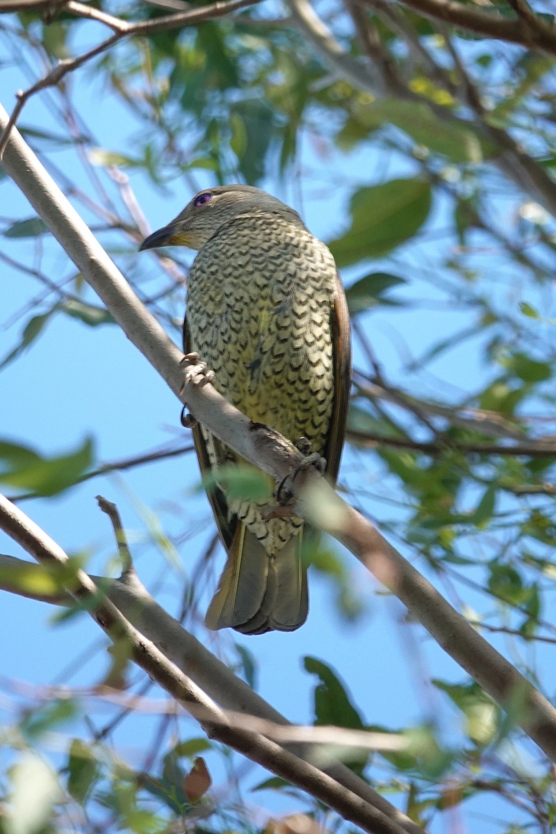 Satin Bowerbird - ML643341868