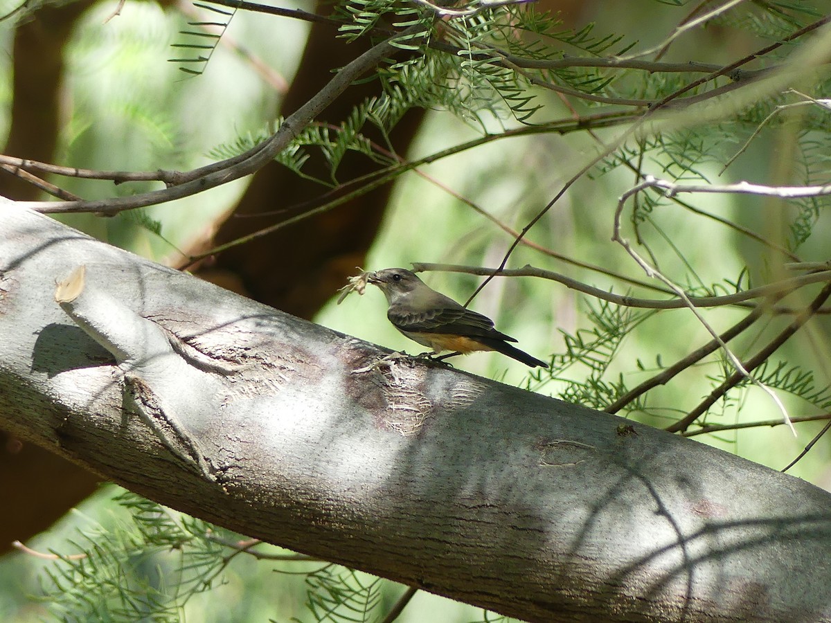 ベニタイランチョウ - ML643341869