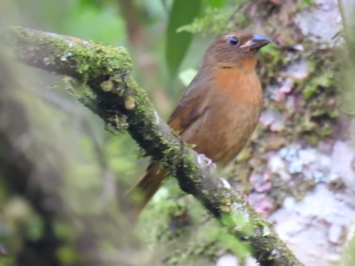 ズアカアリフウキンチョウ - ML643341872