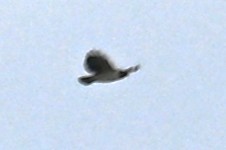 Short-tailed Hawk - ML643341877