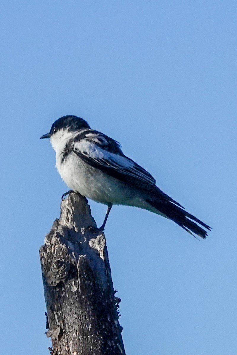 Oruguero Tricolor - ML643341878