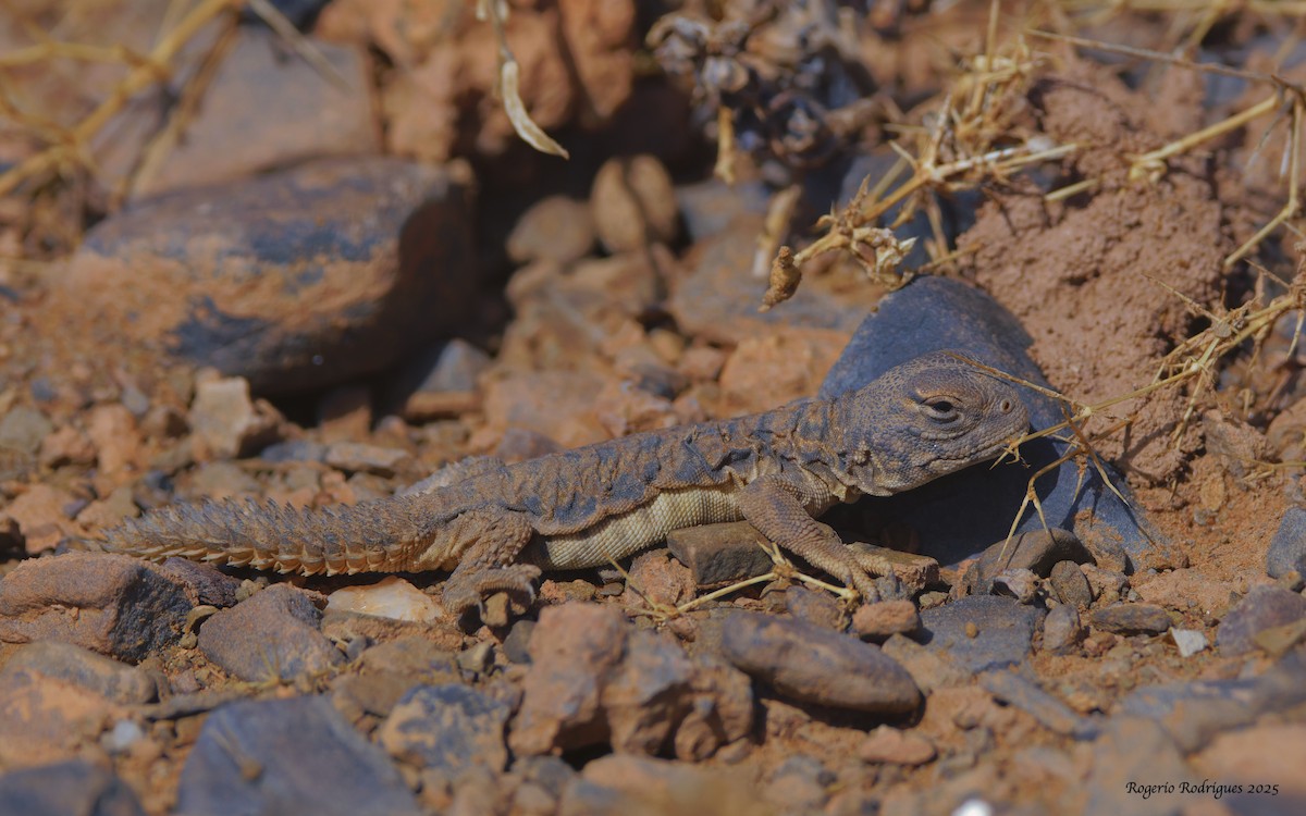 Moroccan Spiny-tailed Lizard - ML643341888