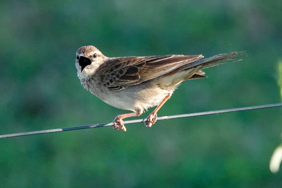 Rufous Songlark - ML643341895