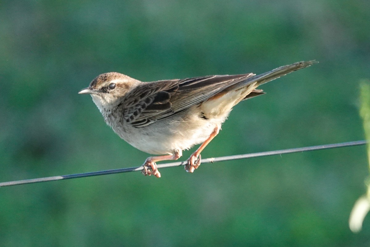 Rufous Songlark - ML643341896
