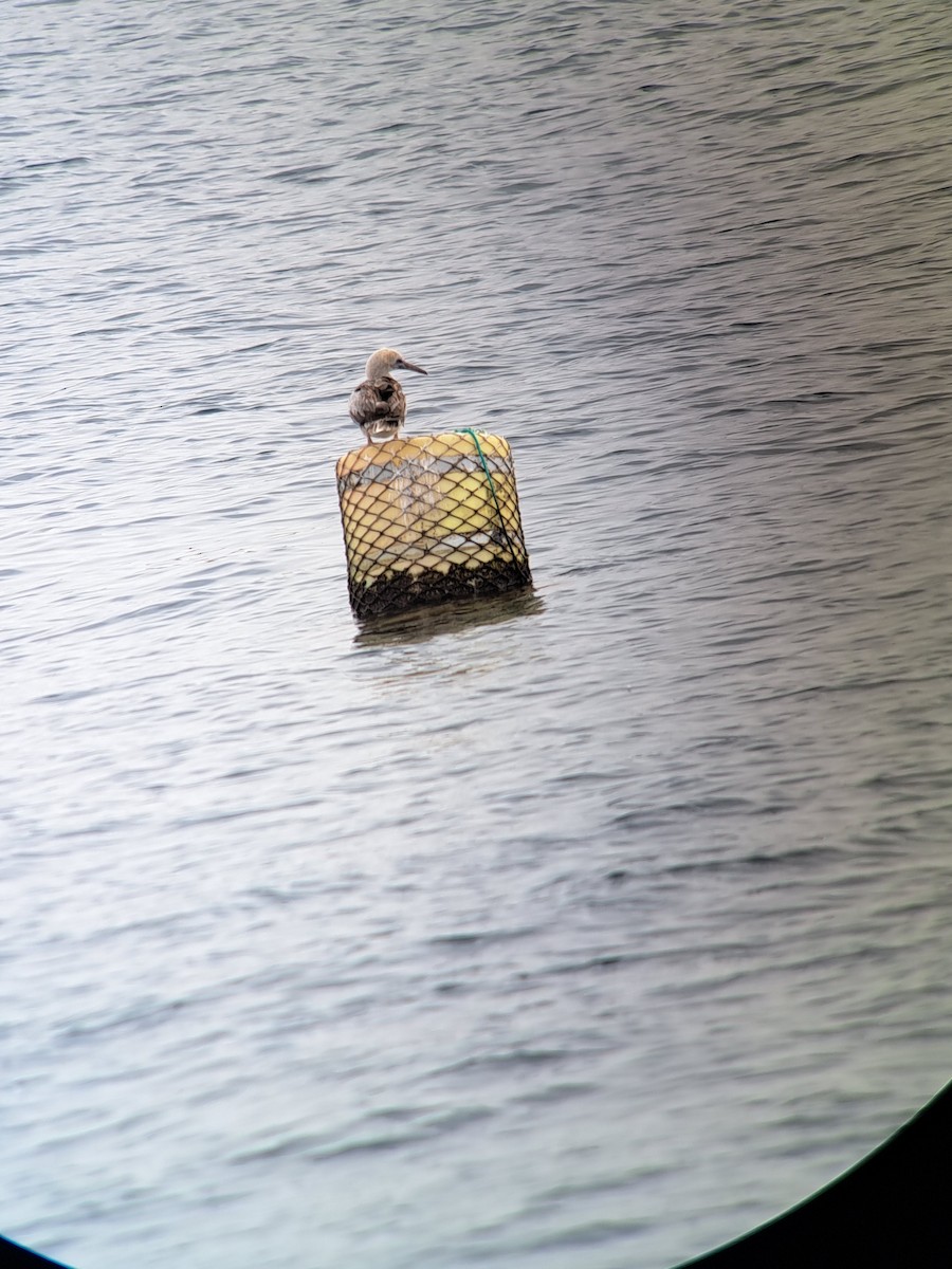 Red-footed Booby - ML643341900