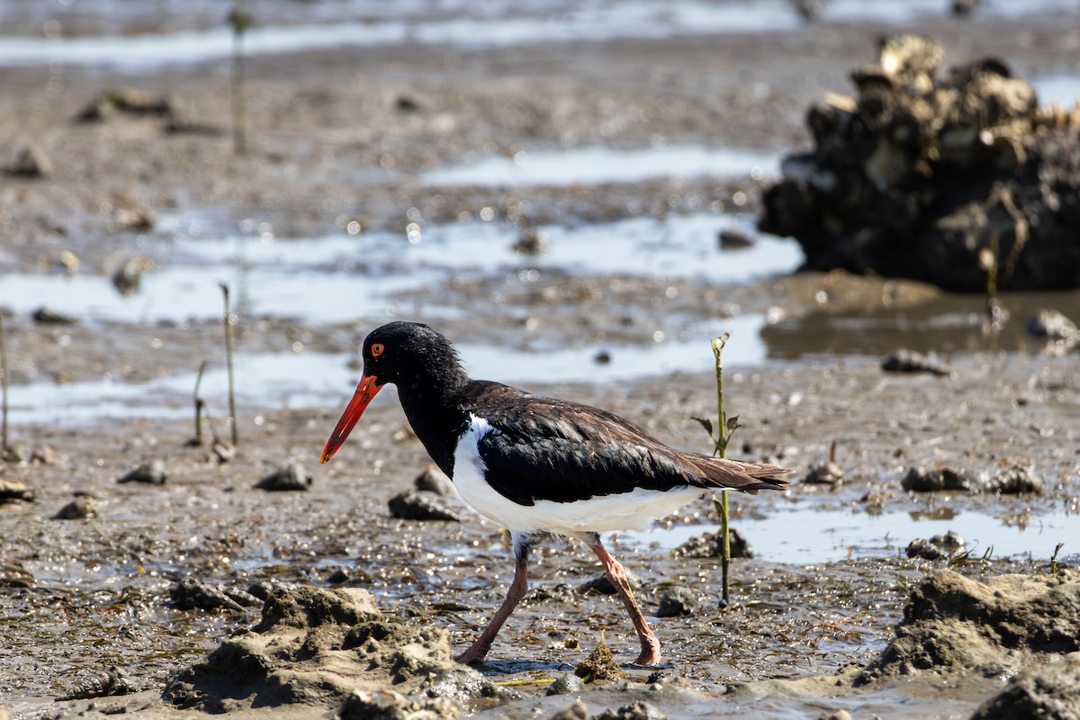 Pied Oystercatcher - ML643341901