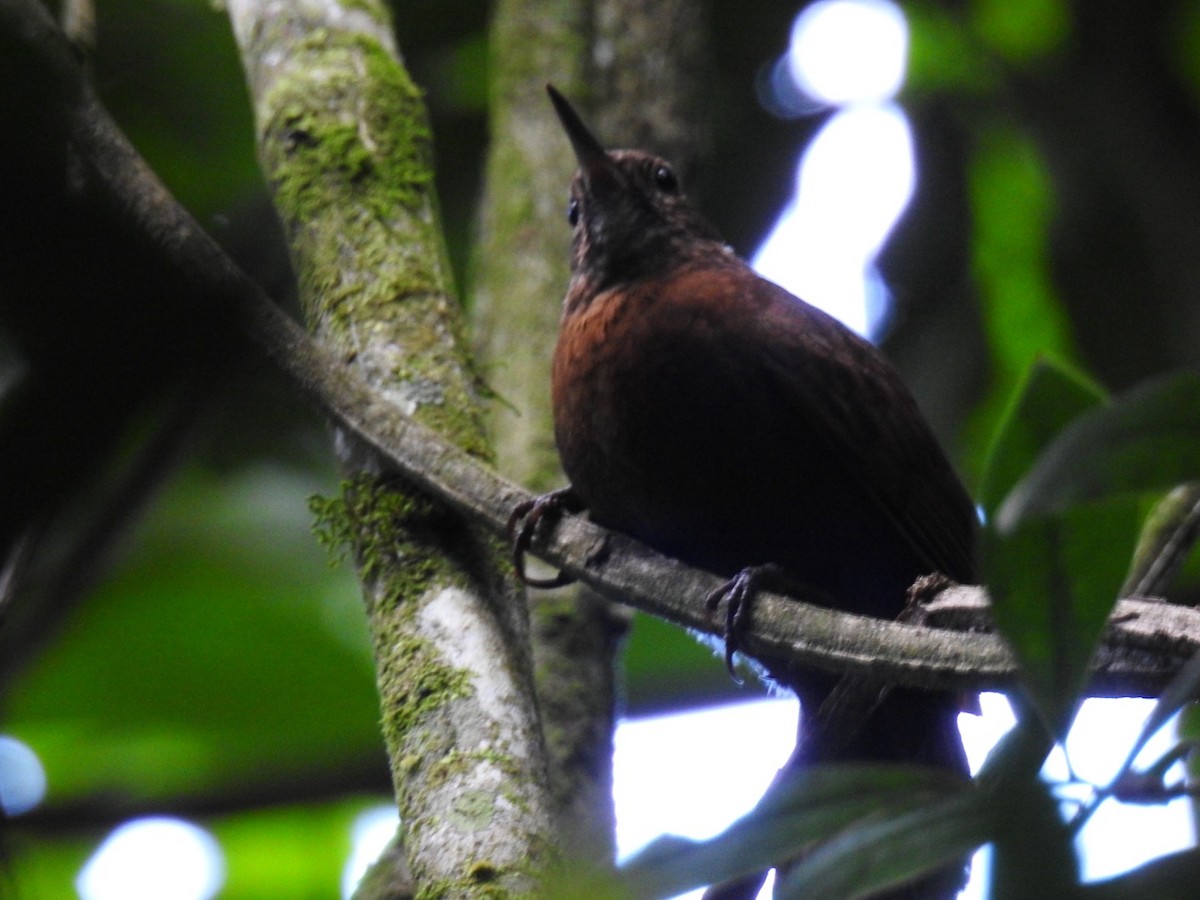 Sclérure à poitrine rousse - ML643341902