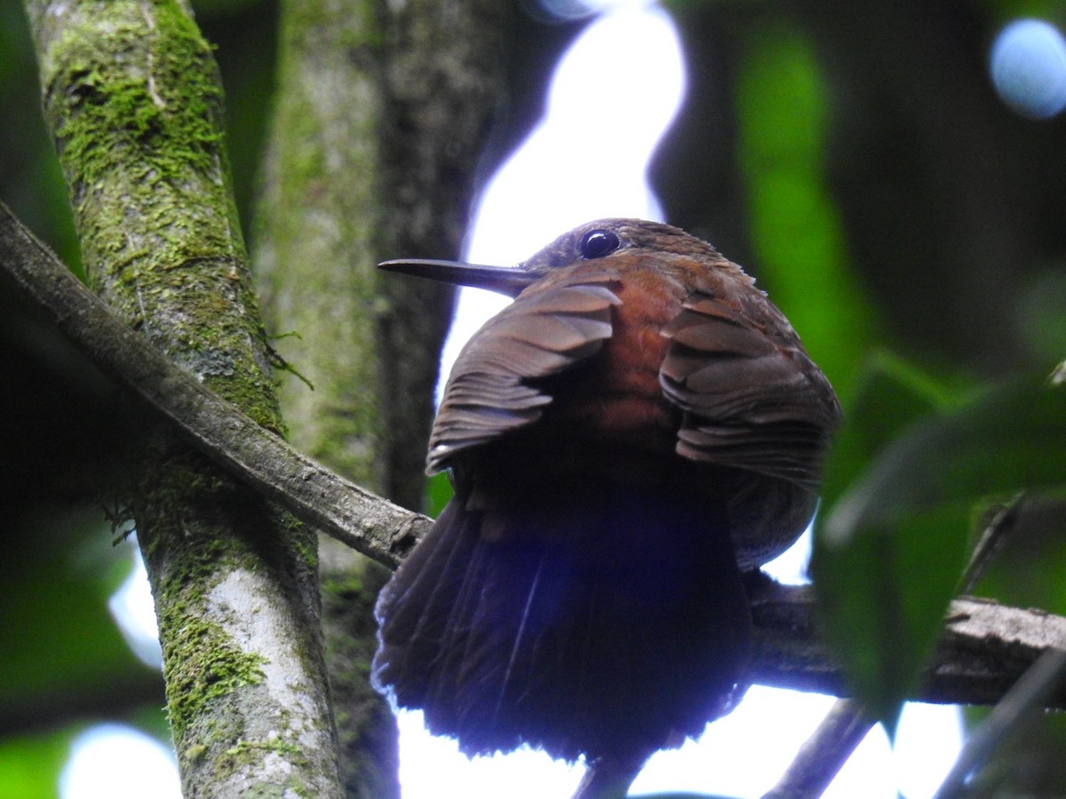 Sclérure à poitrine rousse - ML643341903