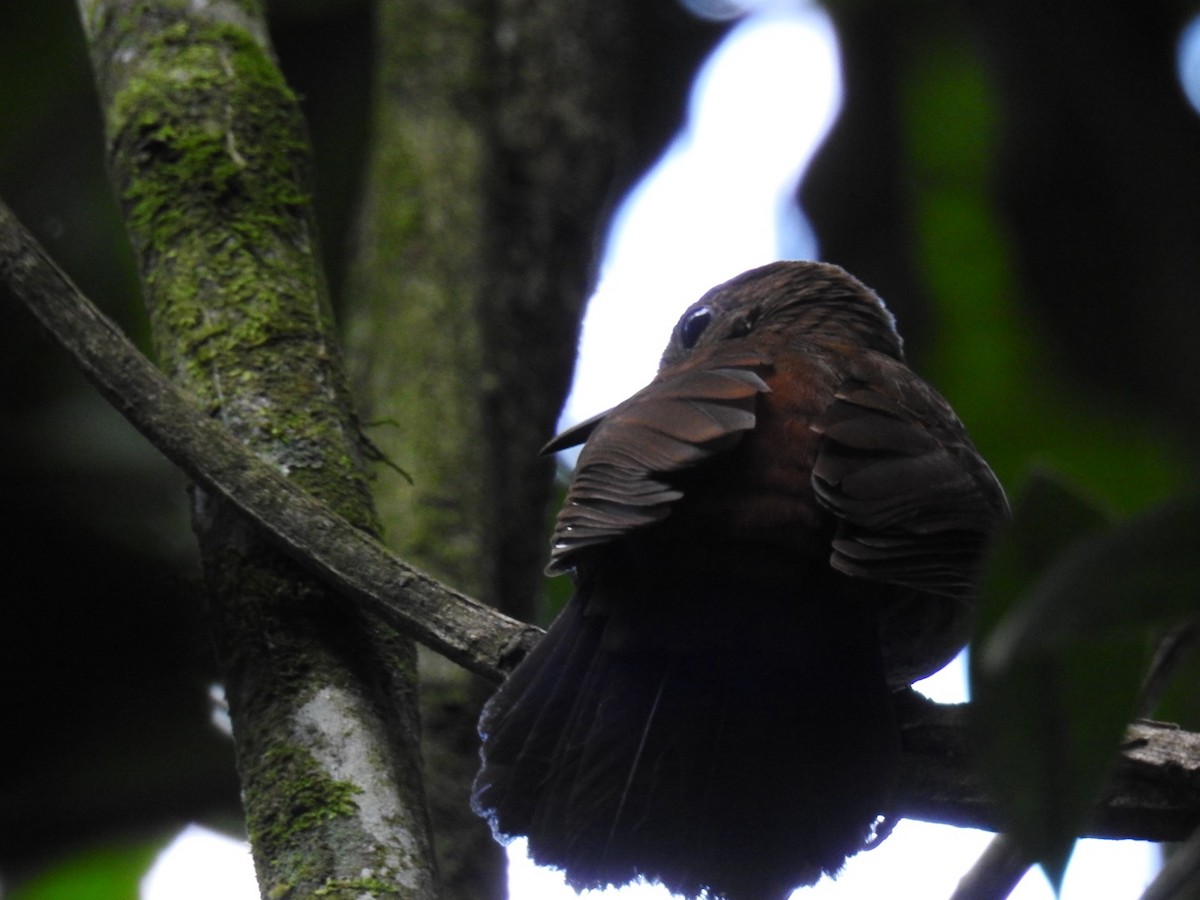 Sclérure à poitrine rousse - ML643341904