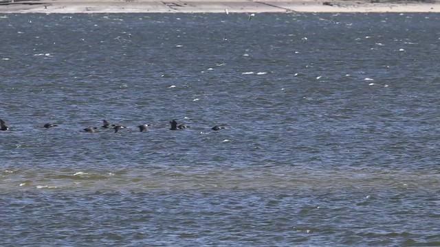 Double-crested Cormorant - ML643341914