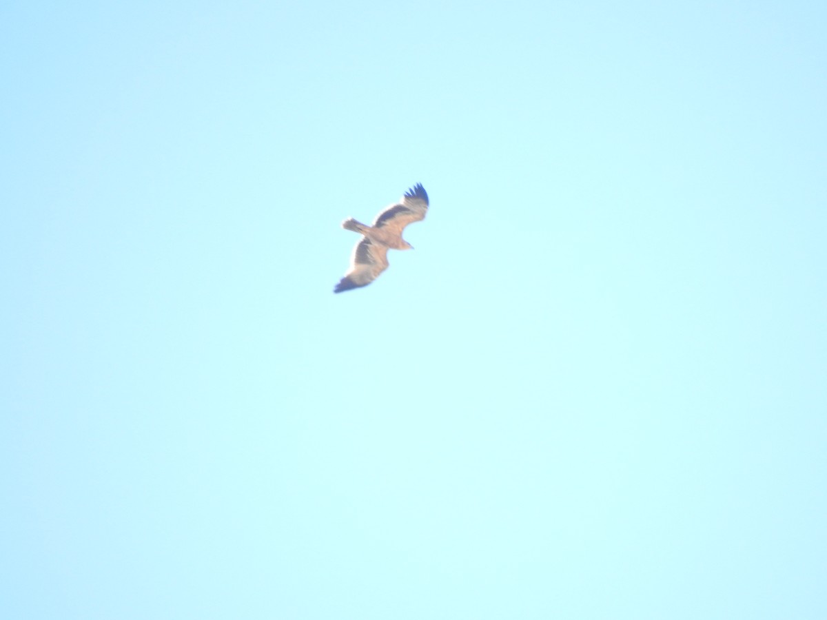 Spanish Eagle - ML643341960