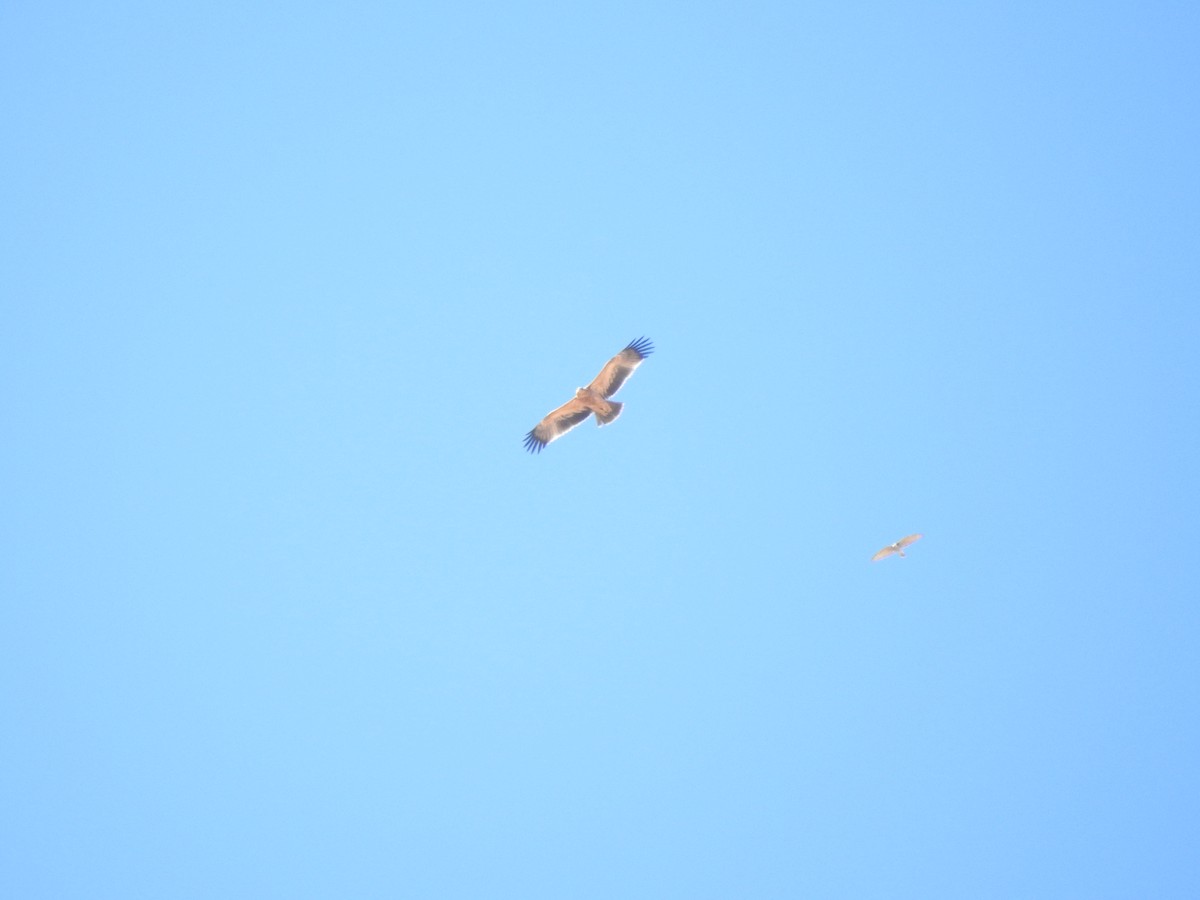 Spanish Eagle - ML643341961