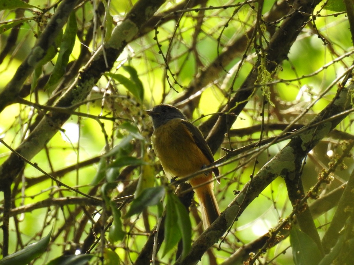 Gray-hooded Flycatcher - ML643341980