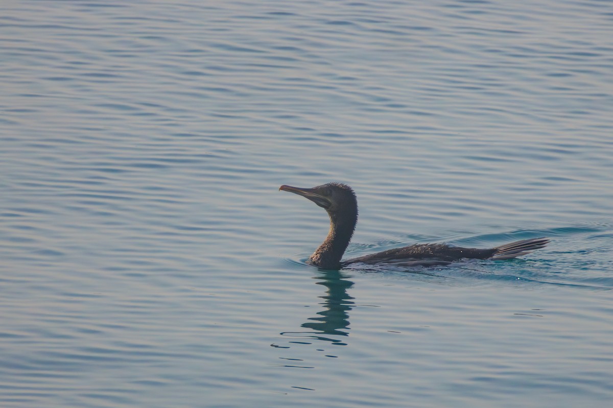 Socotra Cormorant - ML643341986