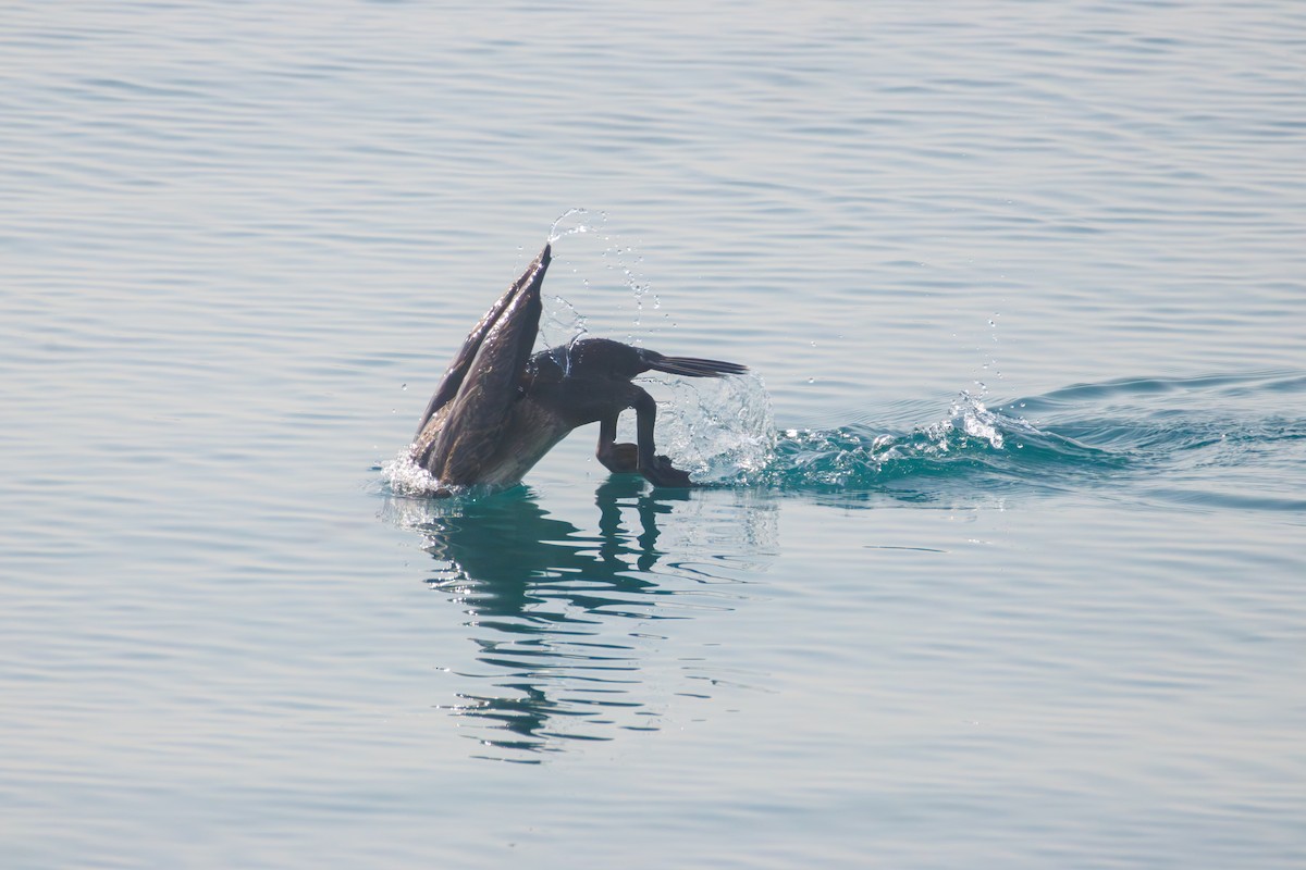Socotra Cormorant - ML643341987