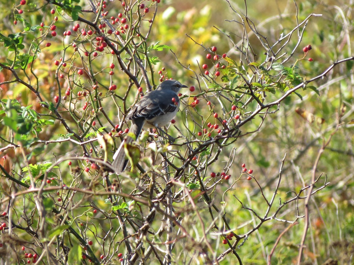 Northern Mockingbird - Luis Mendes