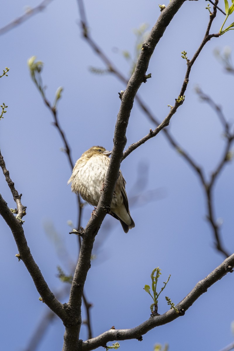 Southern Red Bishop - ML643342020