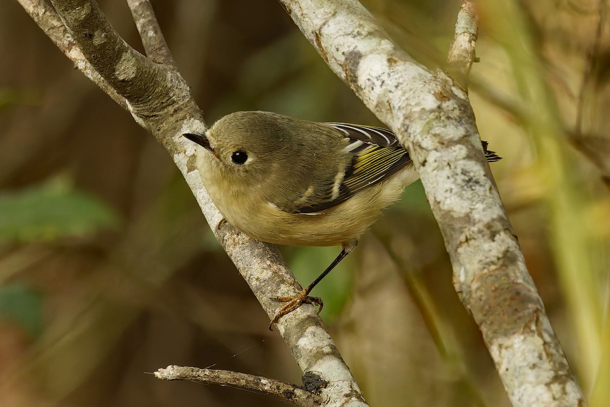 Ruby-crowned Kinglet - ML643342026