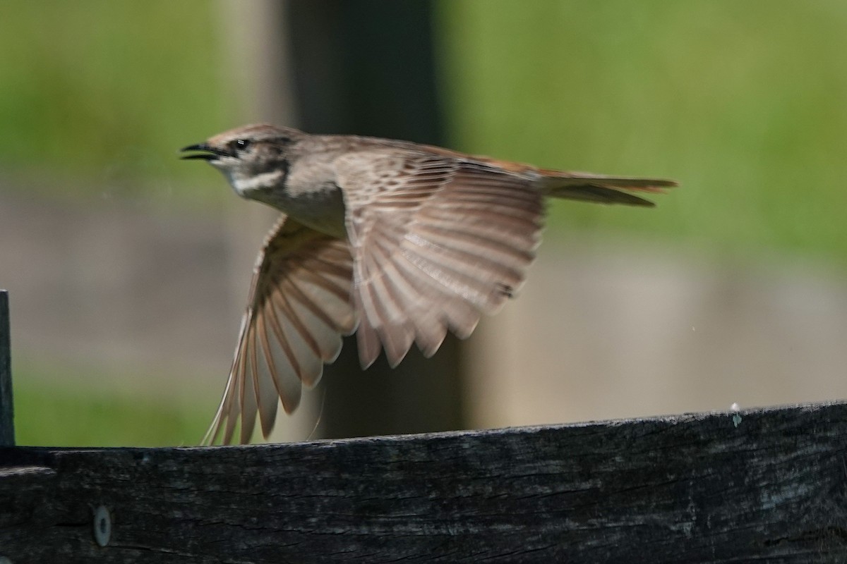 Rufous Songlark - ML643342030