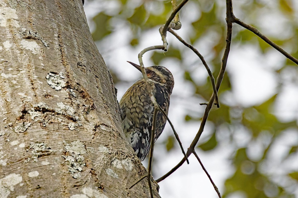 Yellow-bellied Sapsucker - ML643342047